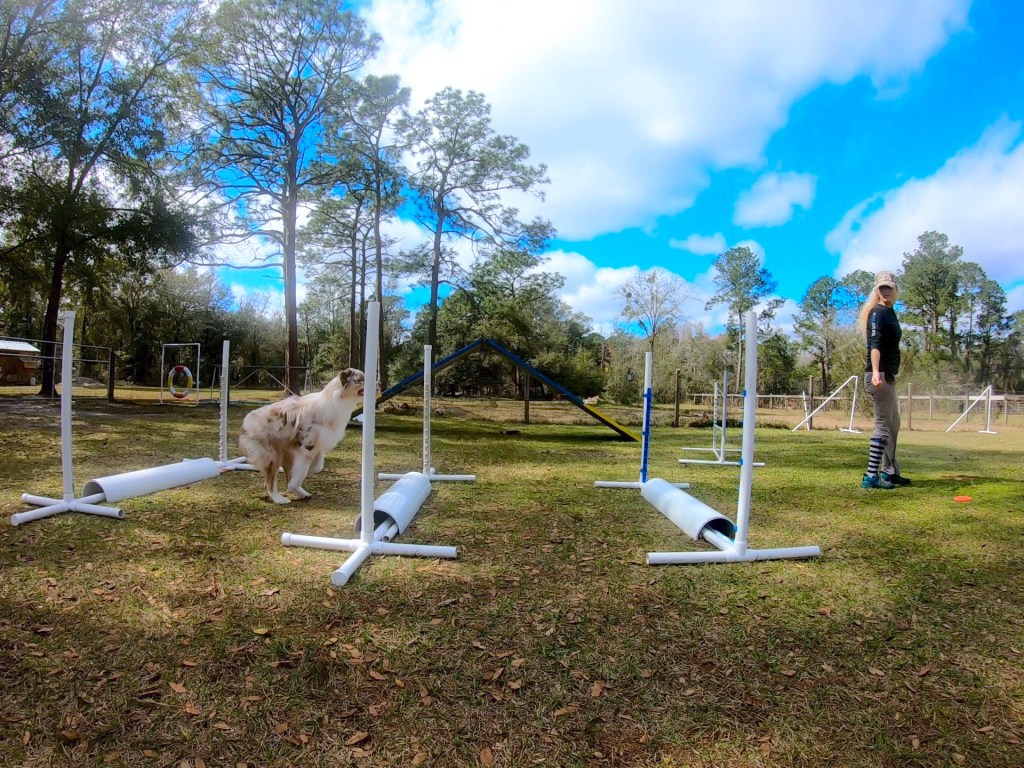 Canine Plyometrics