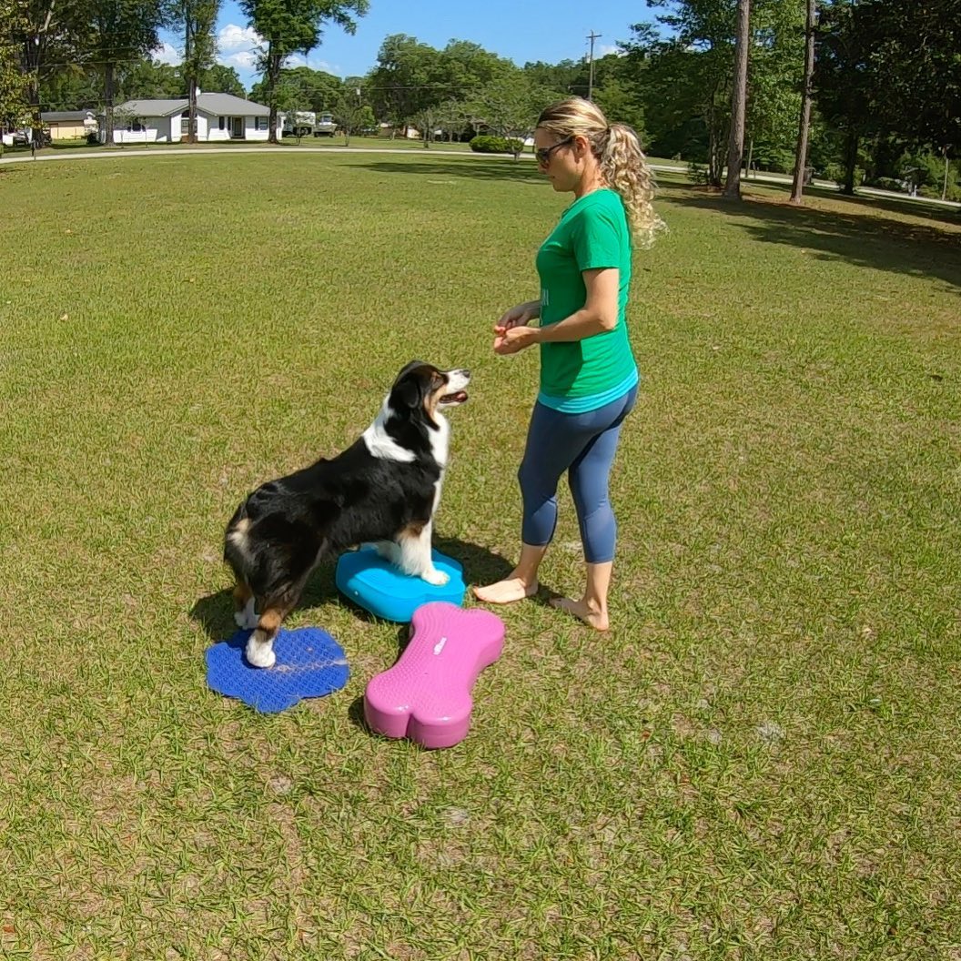 New to Canine Fitness? You won’t want to miss this!