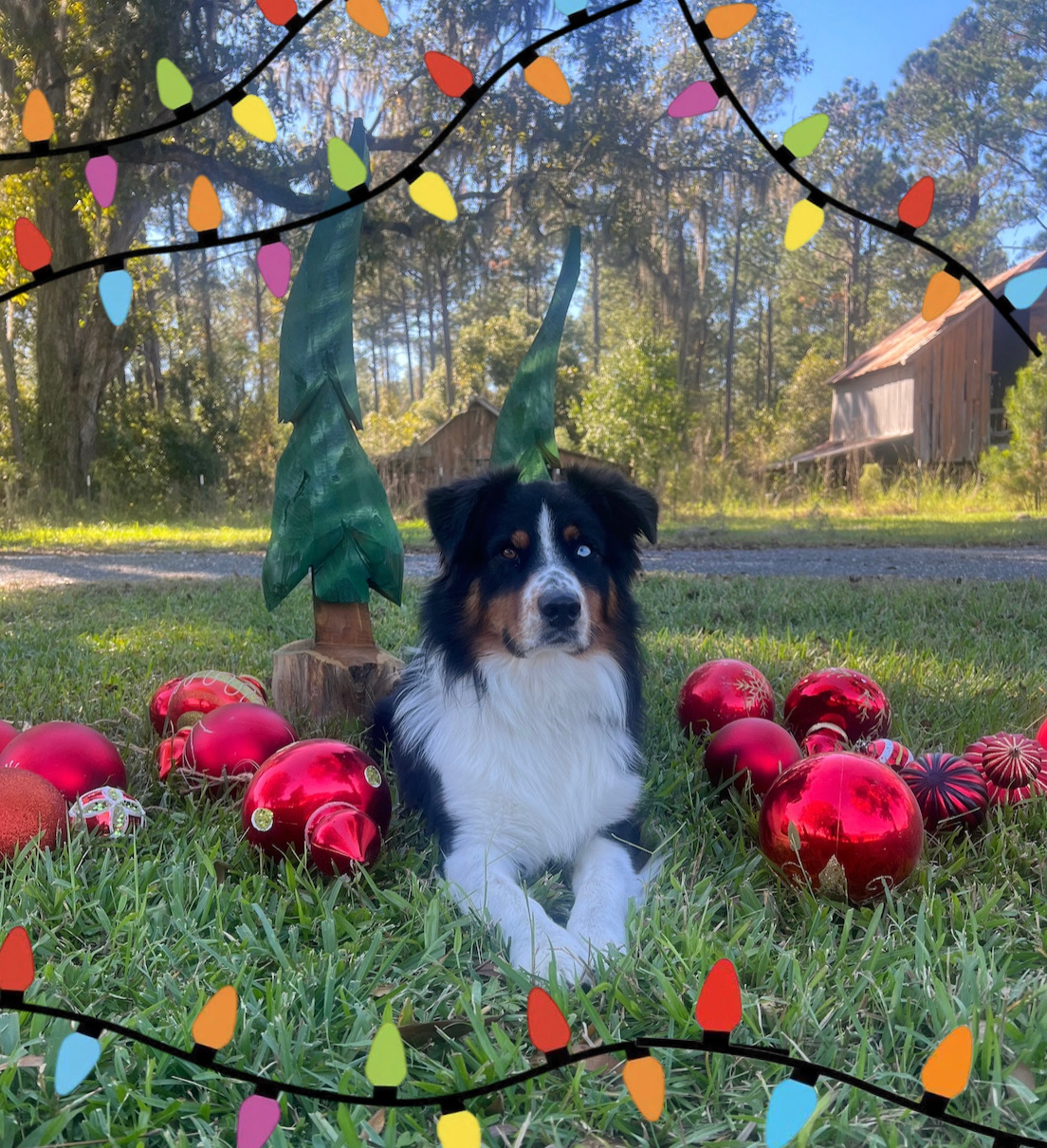 Barkin’ Around The Christmas Tree