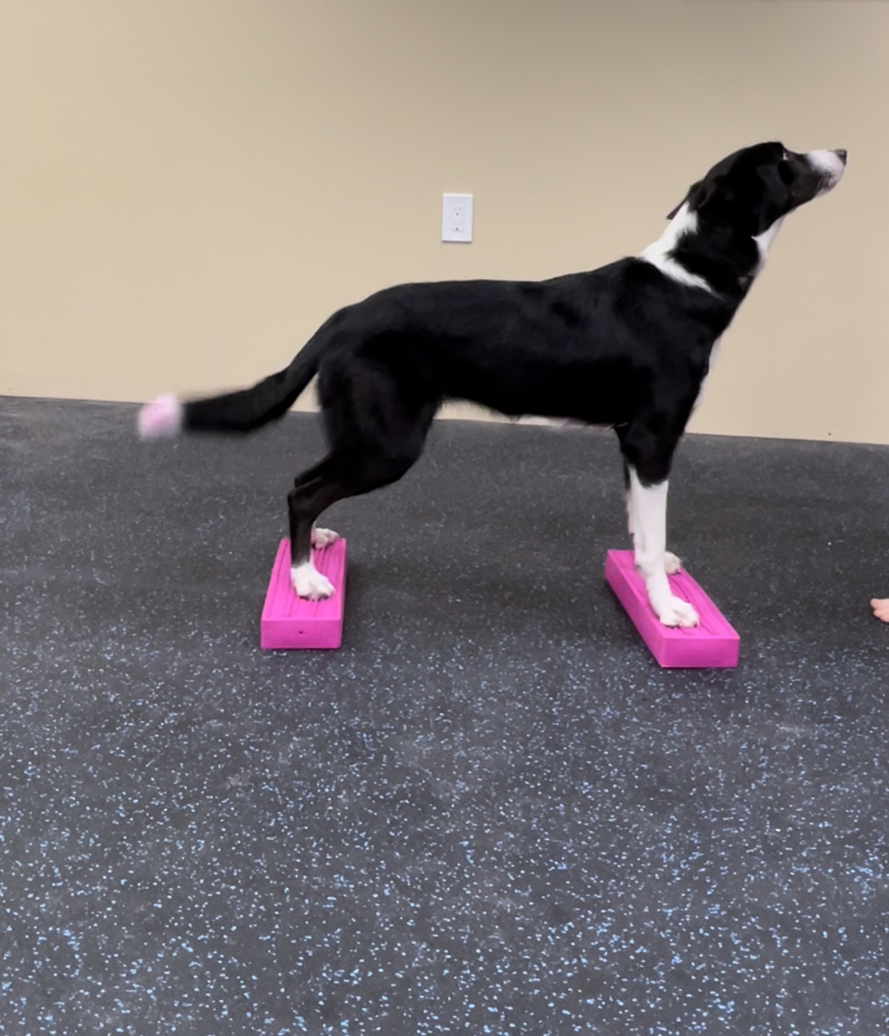 Online Canine Conditioning Workshop