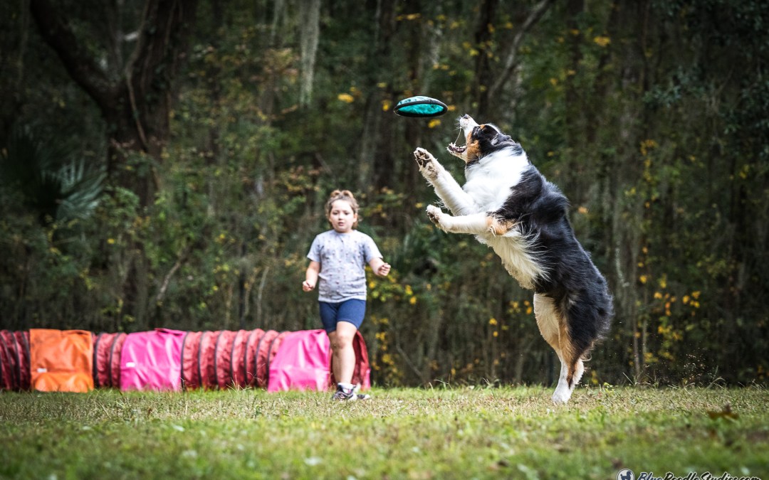 Boost Your Dog’s Performance – Free Exercise Guide Inside!