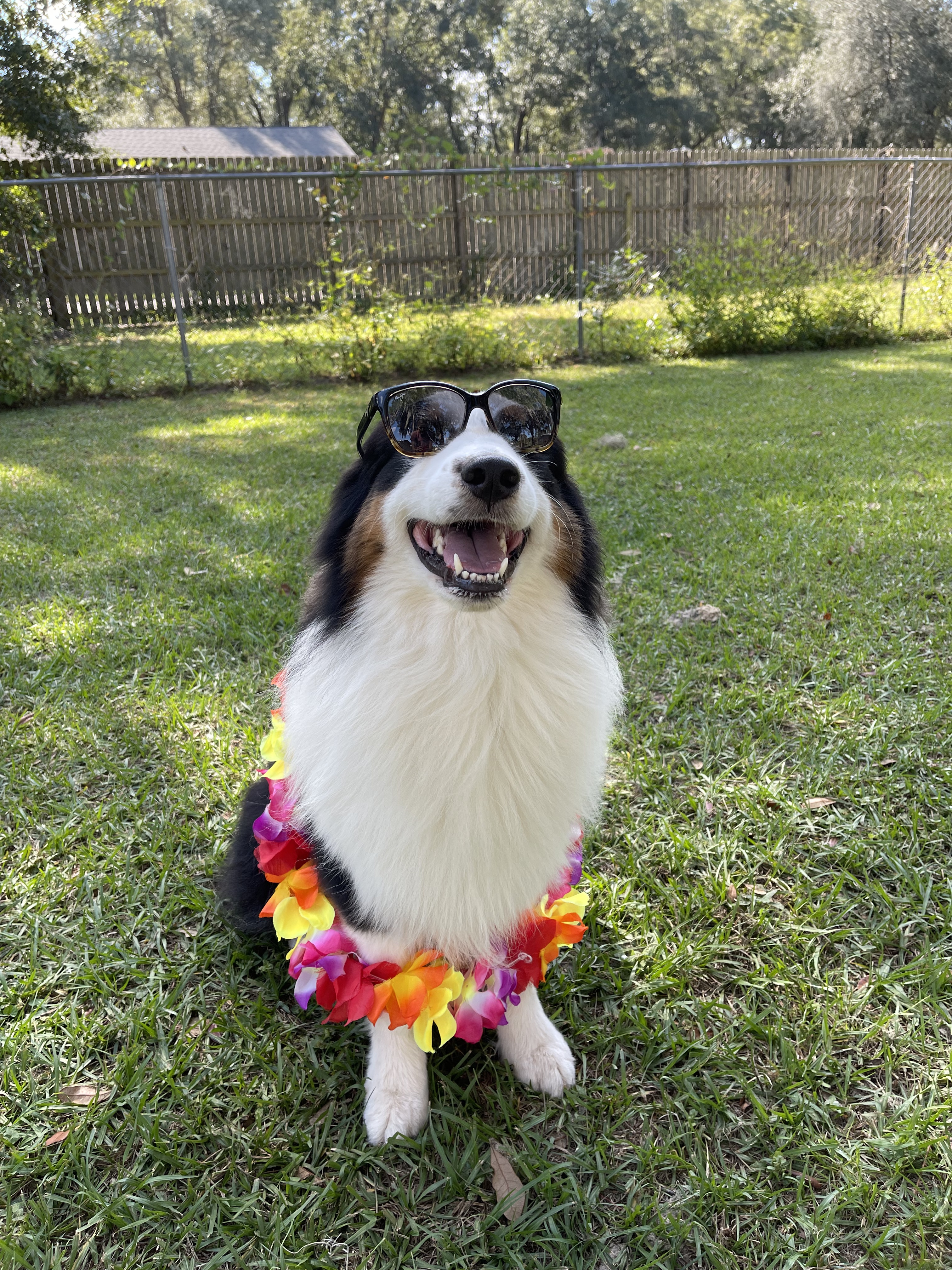 The Dog Days of Summer